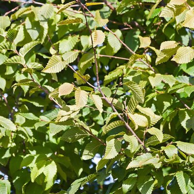  Carpinus betulus 'Frans Fontaine'