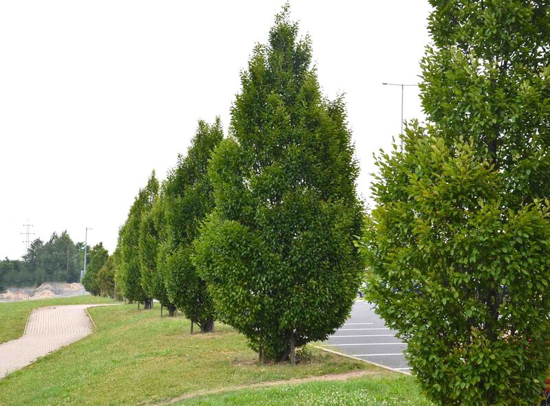 Carpinus betulus 'Fastigiata'