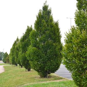 Carpinus betulus Fastigiata
