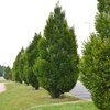 Carpinus betulus 'Fastigiata'