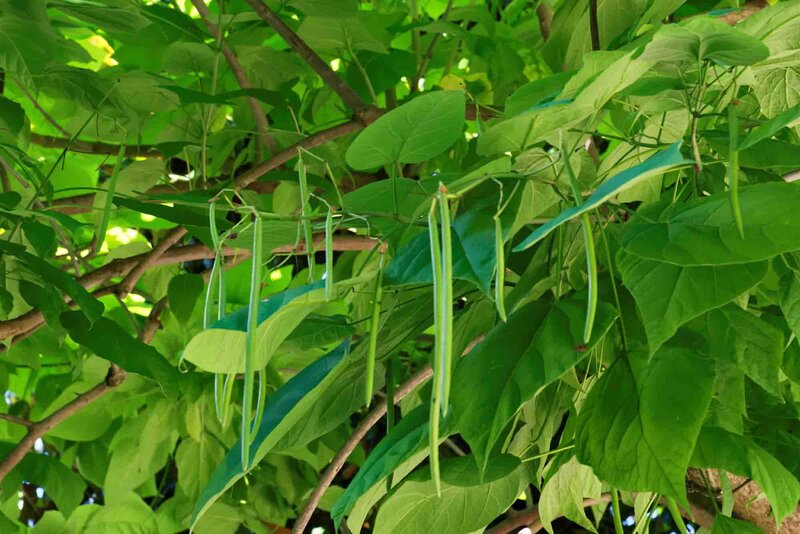 Catalpa bignonioides