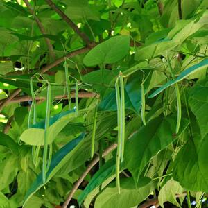 Catalpa bignonioides