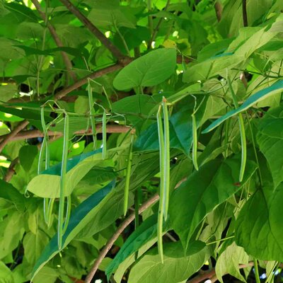 Catalpa bignonioides