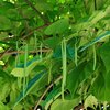 Catalpa bignonioides