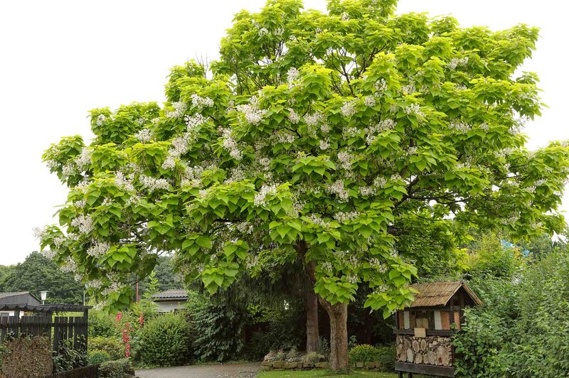 Catalpa bignonioides