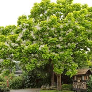 Catalpa bignonioides