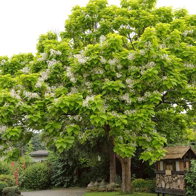 Catalpa bignonioides