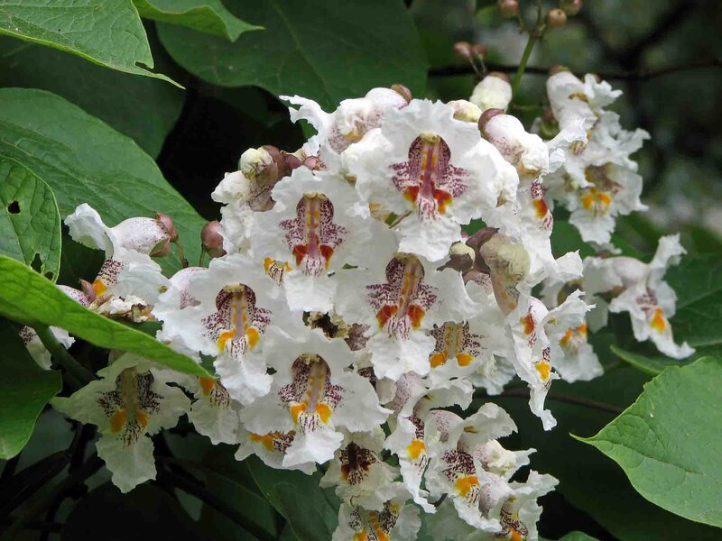 Catalpa bignonioides