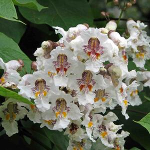 Catalpa bignonioides