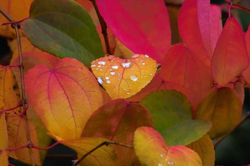 Cercidiphyllum japonicum