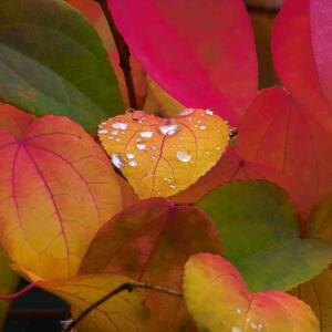 Cercidiphyllum japonicum
