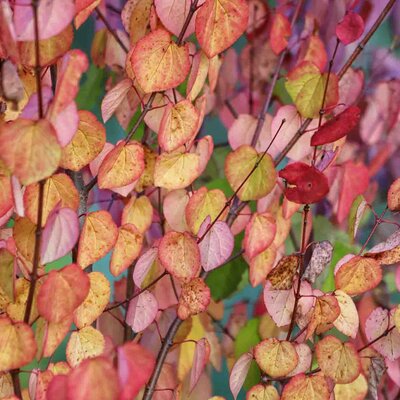 Cercidiphyllum japonicum