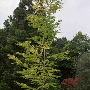Cercidiphyllum japonicum