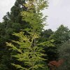Cercidiphyllum japonicum