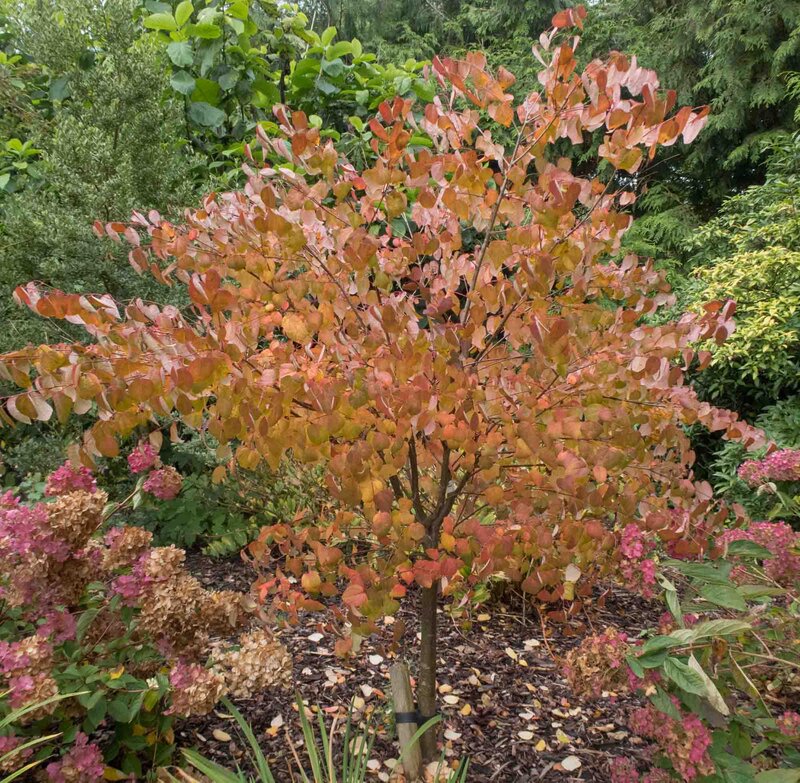 Cercidiphyllum japonicum