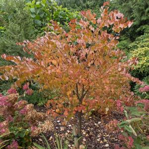 Cercidiphyllum japonicum