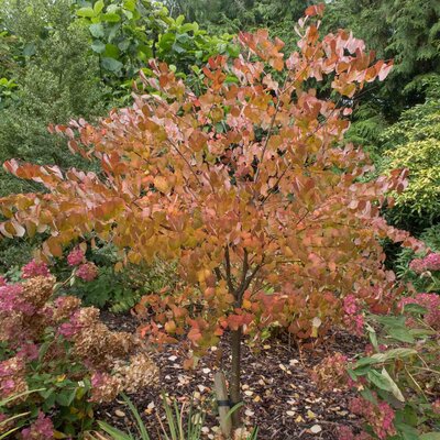 Cercidiphyllum japonicum