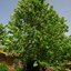 Platanus acerifolia