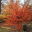 Parrotia persica