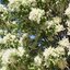 Fraxinus ornus