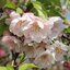 Malus 'Van Eseltine'