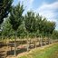 Prunus hillieri 'Spire'