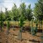 Ginkgo biloba 'Fastigiata Blagon'
