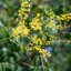 Koelreuteria paniculata Fastigiata