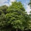 Acer cappadocicum 'Rubrum'