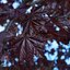 Acer platanoides 'Schwedleri'