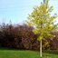 Acer saccharinum 'Wieri'