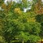 Gymnocladus dioicus