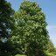 Paulownia fortunei 'Fast Blue'