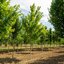 Acer campestre 'Elsrijk'