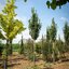 Acer campestre 'Fastigiatum'