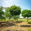 Acer platanoides Globosum