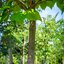 Catalpa bignonioides Nana