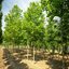 Platanus acerifolia