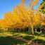 Gleditsia triacanthos 'Skyline'