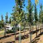 Acer campestre 'Lienco'