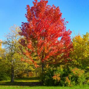 Acer freemanii Autumn Blaze