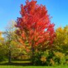Acer freemanii 'Autumn Blaze'®