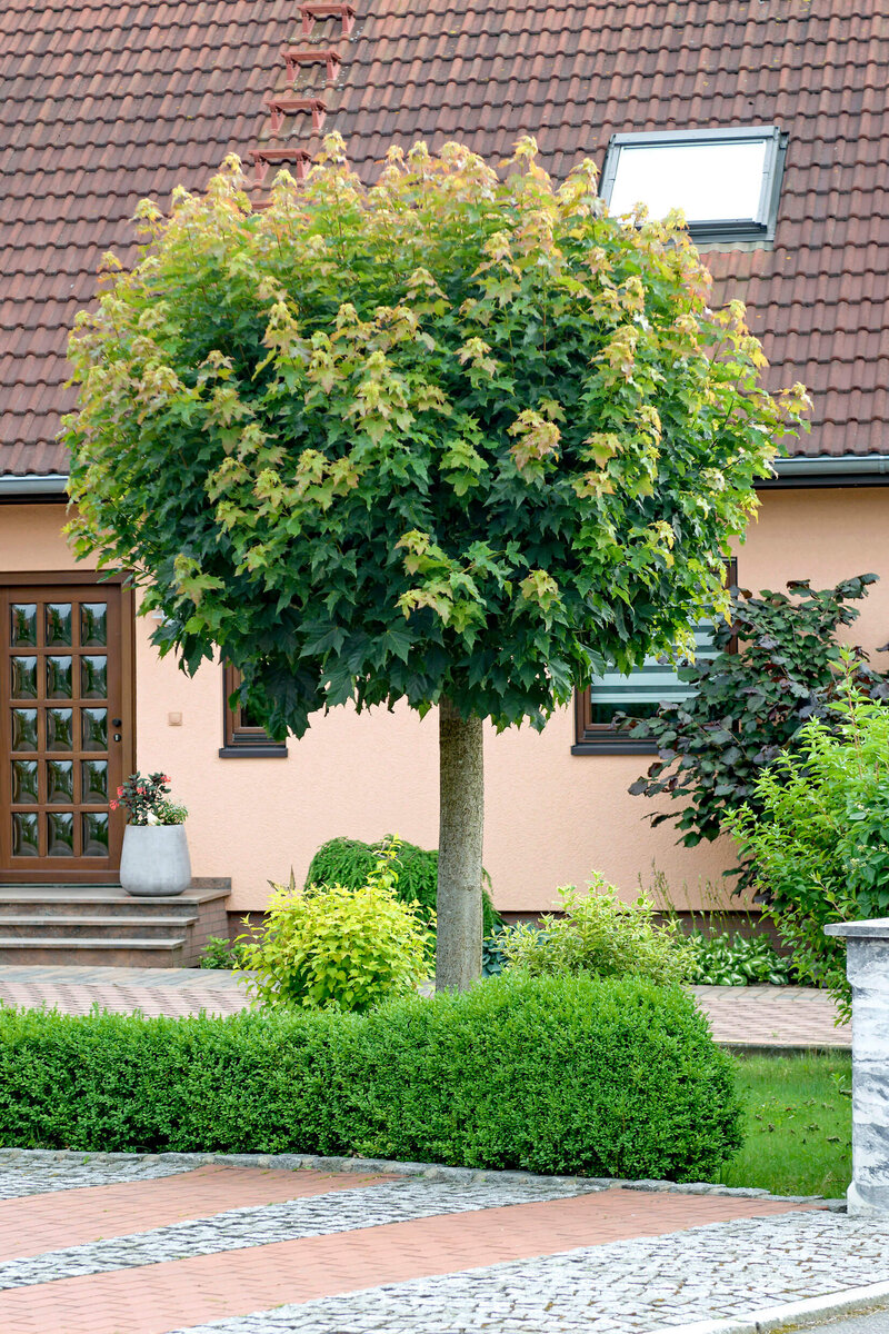 Acer platanoides Globosum