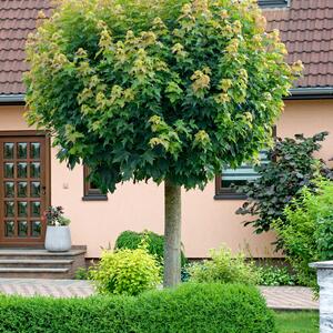 Acer platanoides Globosum