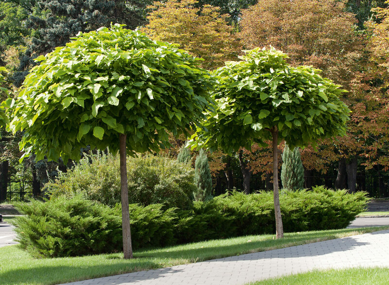 Catalpa bignonioides Nana