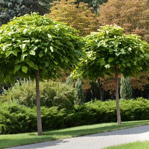 Catalpa bignonioides Nana