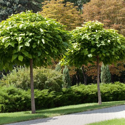 Catalpa bignonioides Nana