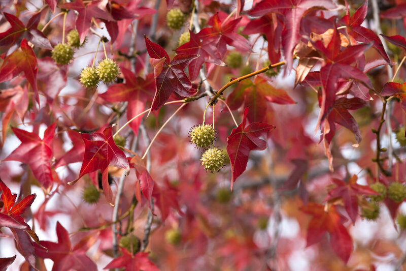 Liquidambar styraciflua Gumball