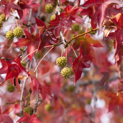 Liquidambar styraciflua Gumball