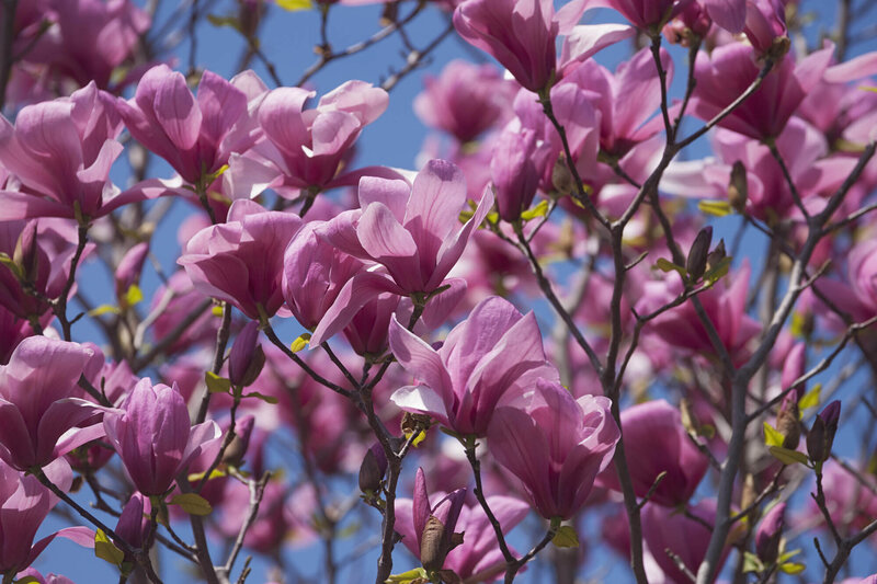 Magnolia 'Galaxy'